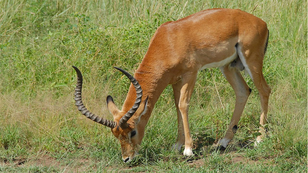 ridiyagama-safari
