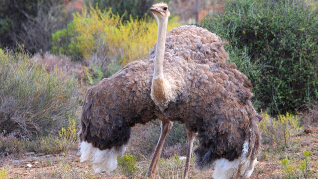 ridiyagama safari ostrich