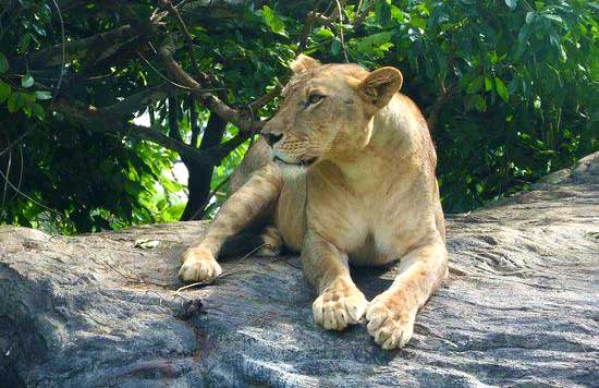 Lioness at Ridiyagama safari park