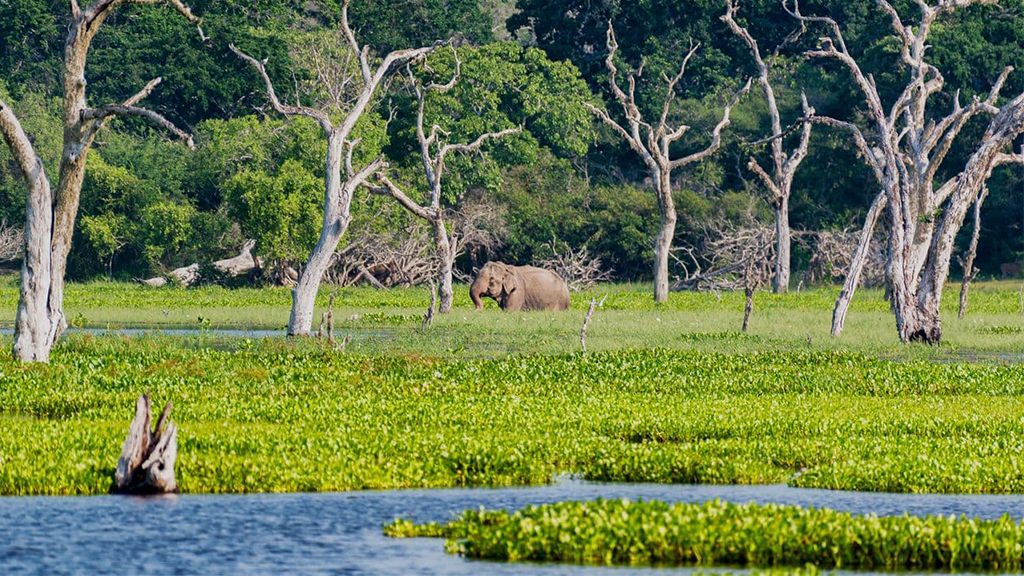 things to do in yala national park
